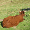 vaches au Puy de Sancy